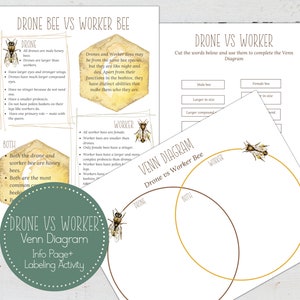 May include: Educational printables comparing drone bees and worker bees. The image includes an info page with text and illustrations, and a Venn diagram labeling activity. The text includes the title "Drone Bee vs Worker Bee" and other descriptive text.