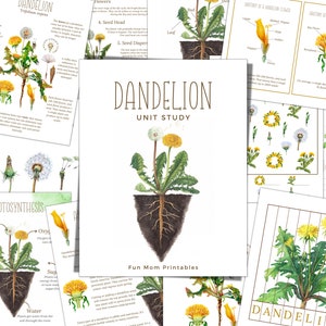 PAARDEBLOEM Eenheidsstudie, Levenscyclus, Anatomie, Natuurstudie, Wetenschap, Handschrift, Homeschool, Montessori, INSTANT DOWNLOAD