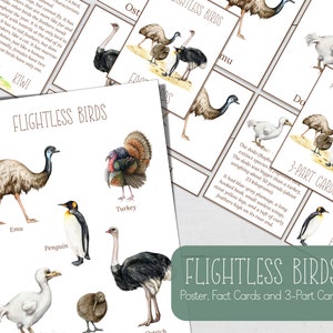 FLIGHTLESS VÖGEL Poster, Fact Cards und 3-teilige Karten, Homeschool, SOFORT Download.