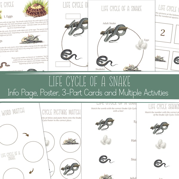 SNAKE Life Cycle, Nature Study, Homeschool Printable, Instant Download