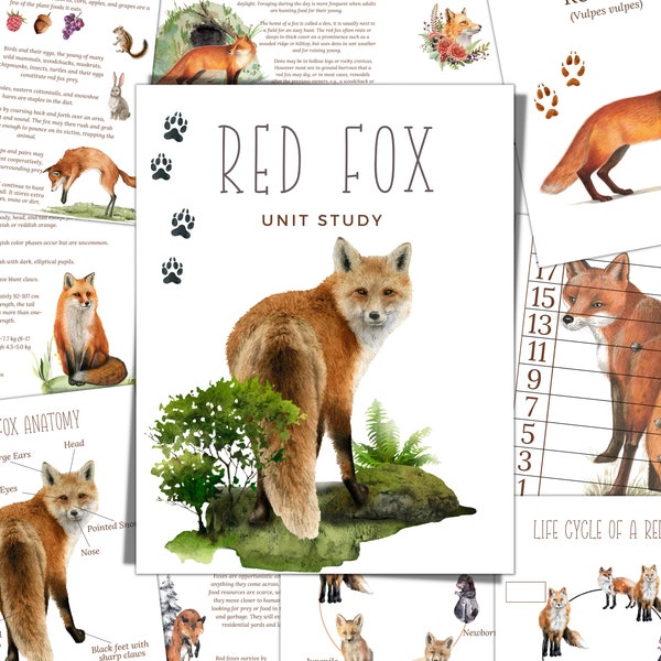 Étude unitaire RED FOX, cycle de vie, anatomie, étude de la nature, science, écriture manuscrite, école à la maison imprimable, Montessori, téléchargement immédiat