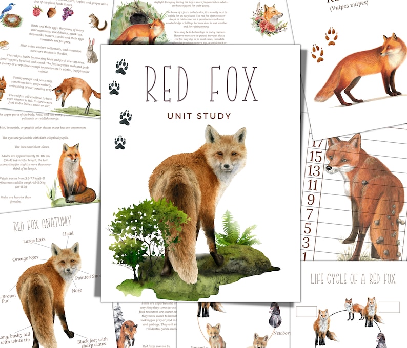 Fox Printable Factsheet Red Fox Unit Study: Life Cycle, Anatomy, Homeschool Printable (instant ...