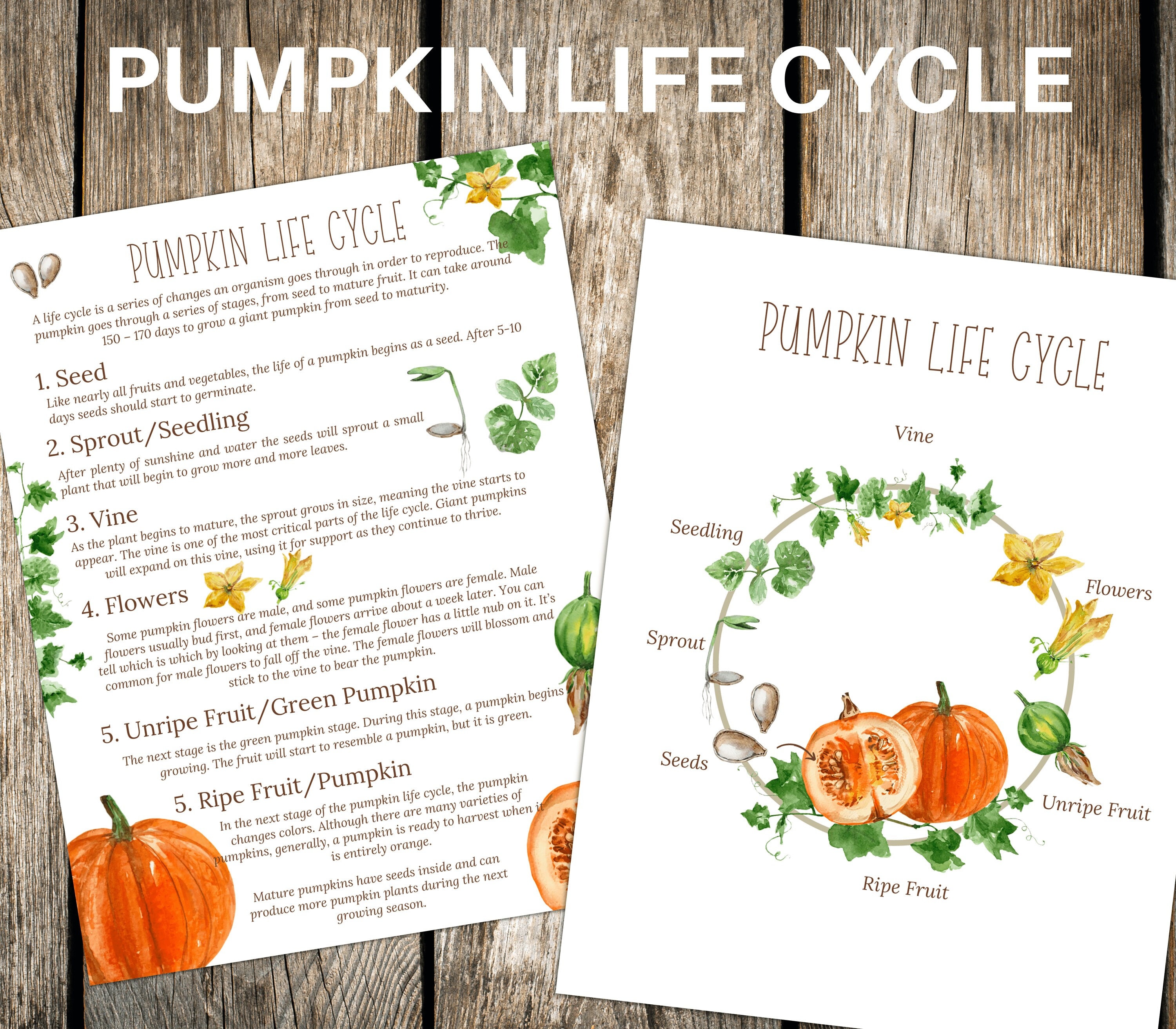 PUMPKIN Life Cycle Nature Study Homeschool Printable - Etsy