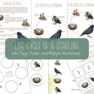 STARLING Life Cycle, Nature Study, Homeschool Printable, Instant Download