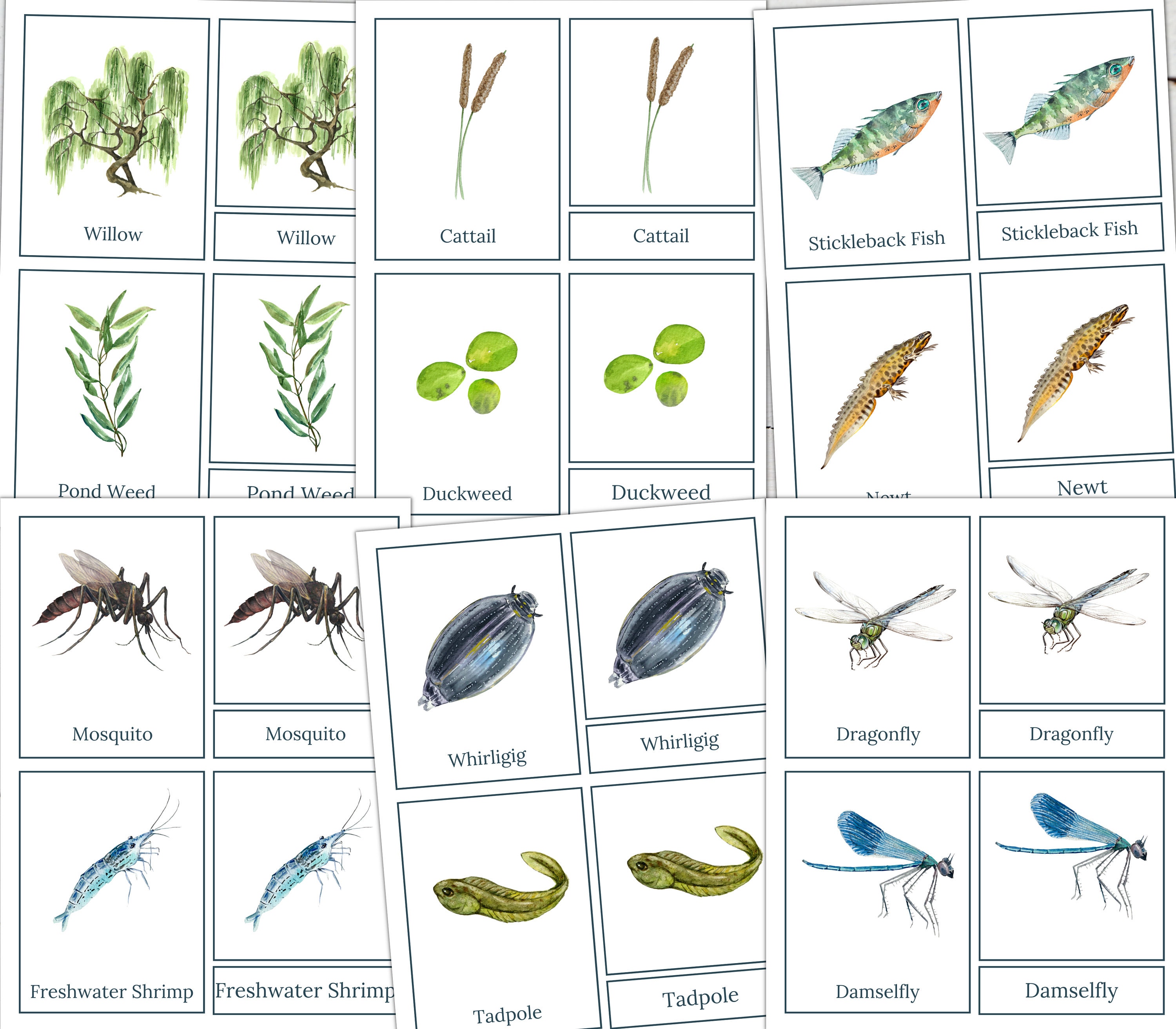 Pond Ecosystem Poster: Montessori Fact Cards & 3-part Cards (digital ...