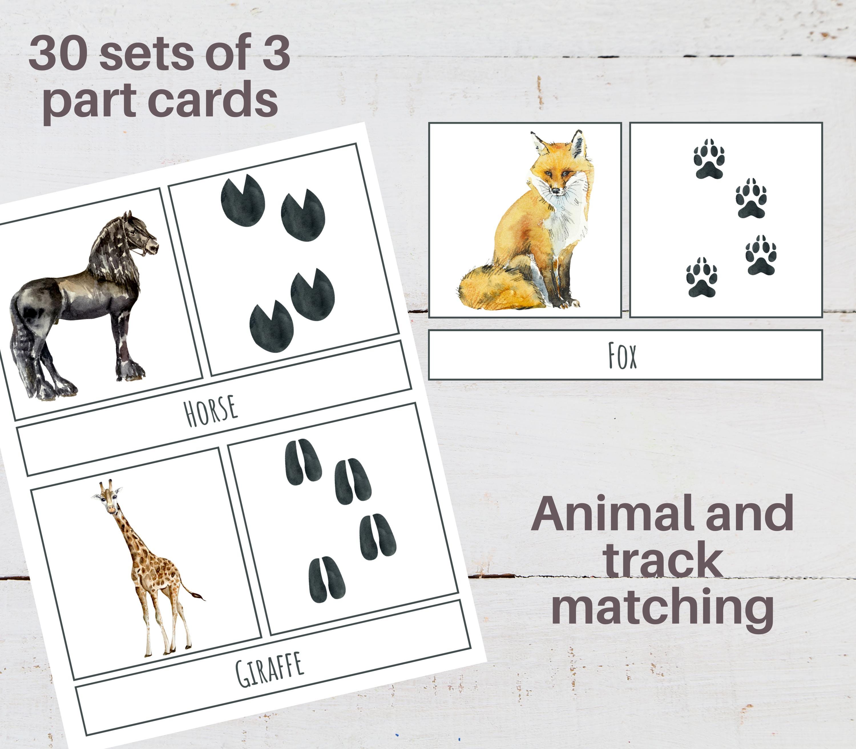 Animal Tracks Poster Set: Nature Study Cards & Puzzles (digital ...
