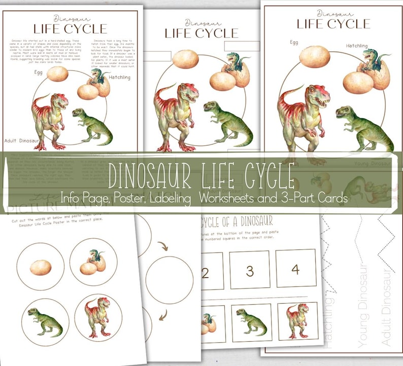 May include: A printable dinosaur life cycle worksheet with a colorful illustration of a dinosaur egg, hatching dinosaur, young dinosaur, and adult dinosaur. The worksheet includes the words "Egg", "Hatchling", "Young Dinosaur", and "Adult Dinosaur".