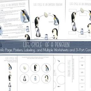 May include: A printable educational resource for children about the life cycle of an emperor penguin. The resource includes an information page, posters, labelling activities, worksheets, and 3-part cards. The images are watercolour illustrations of penguins in different stages of their life cycle.