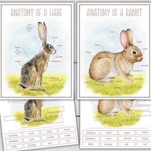 HARE and RABBIT Anatomy,  Poster and Labeling Activity, Homeschool, Instant DOWNLOAD