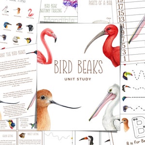 Estudio de la unidad BIRD BEAKS, Estudio de la naturaleza, Ciencia, Escritura a mano, Educación en el hogar imprimible, Montessori, Descarga instantánea