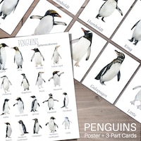 Penguin Anatomy Parts of a Penguin Parts Penguin Anatomy Display Poster ...