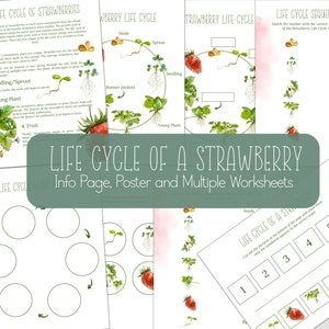 STRAWBERRY Life Cycle, Nature Study, Homeschool Printable, Instant Download