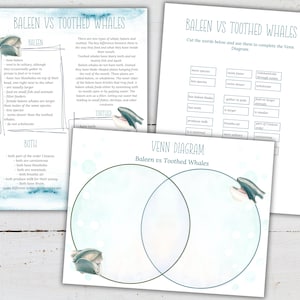 TOOTHED vs BALEEN WHALE Venn Diagram Activity, Homeschool, Montessori, Instant Download