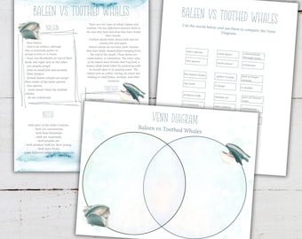 May include: A blue and green Venn diagram with two overlapping circles. The circles are labeled "Baleen" and "Toothed Whales". The diagram is used to compare and contrast the characteristics of baleen whales and toothed whales. The words "Baleen vs Toothed Whales" are written at the top of the diagram.