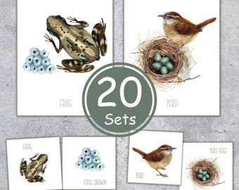 Schede didattiche sugli animali ovipari e le uova: attività di abbinamento Montessori (download immediato)