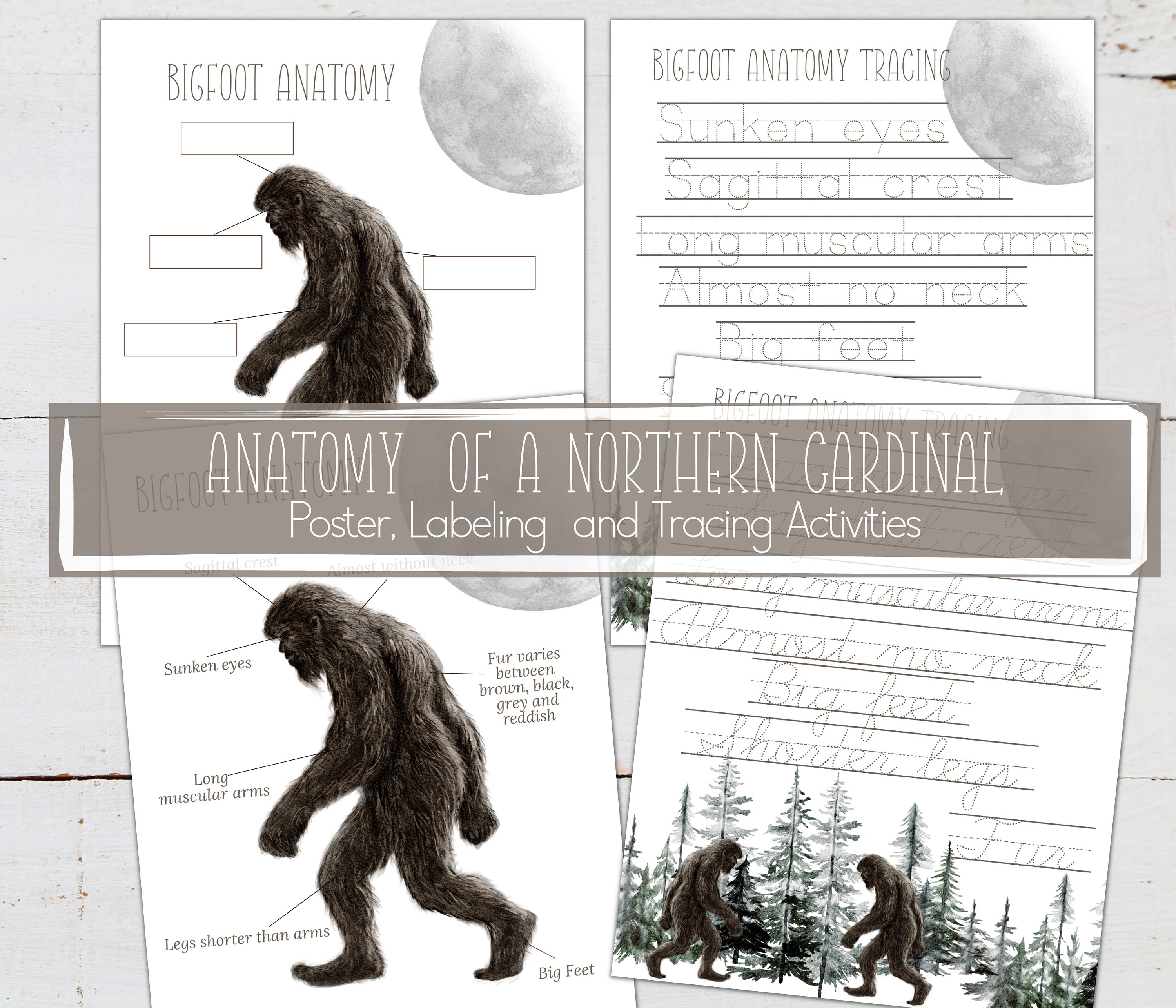 BIGFOOT Unit Study, Sasquatch, Anatomy, Nature Study, Science ...
