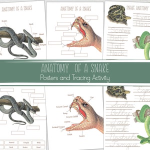 SNAKES Unit Study, Life Cycle, Anatomy, Nature Study, Science ...