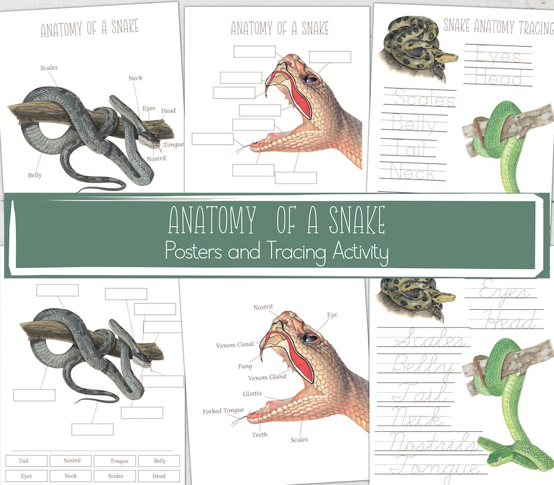 Snakes Unit Study: Anatomy, Life Cycle, Homeschool Printable (instant ...