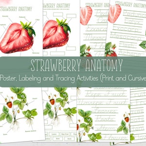 STRAWBERRY Anatomy, Posters + Labeling and Tracing Activities, Strawberry Study, Homeschool, Instant Download