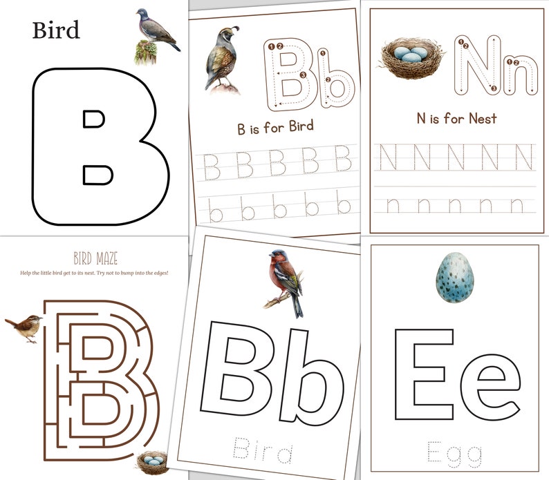 Bird Unit Study: Anatomy, Life Cycle, Homeschool Printable (instant ...
