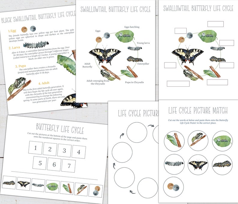 May include: A printable educational worksheet for kids about the life cycle of a black swallowtail butterfly. The worksheet includes a diagram of the butterfly life cycle, with illustrations of the egg, larva, pupa, and adult stages. There are also activities for kids to complete, such as matching the words to the pictures and putting the pictures in the correct order.