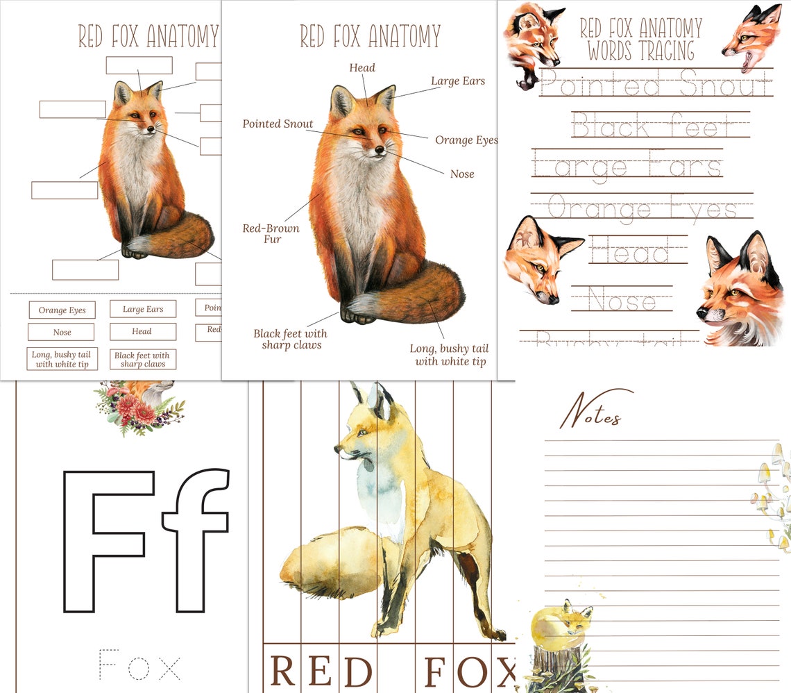 RED FOX Unit Study Life Cycle Anatomy Nature Study - Etsy Australia