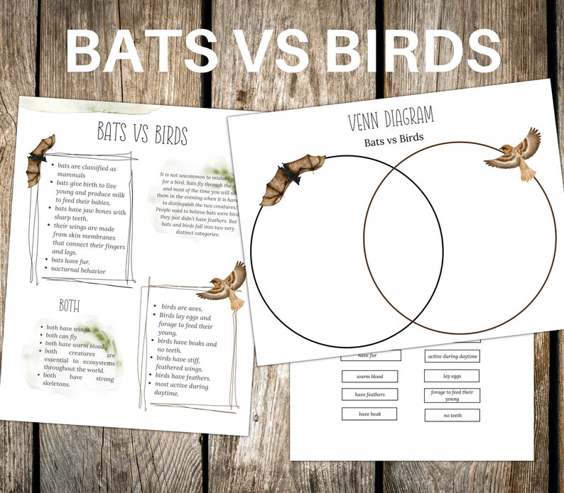 BATS Vs BIRDS Venn Diagram Activity Homeschool Montessori Etsy