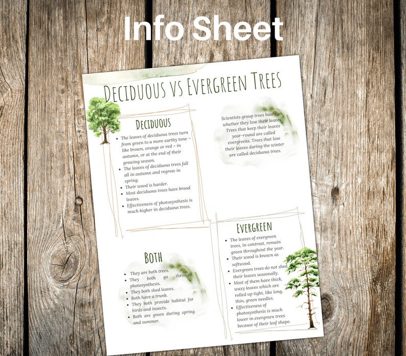 DECIDUOUS Vs EVERGREEN Trees Venn Diagram Activity Etsy