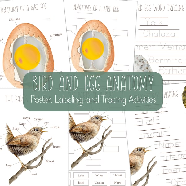 BIRD AND EGG Anatomy, Poster, Labeling and Tracing Activity, Bird Study, Homeschool, Instant Download