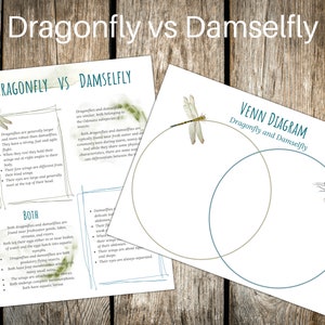 Activité de diagramme de Venn libellule vs demoiselle, école à la maison, Montessori, téléchargement immédiat