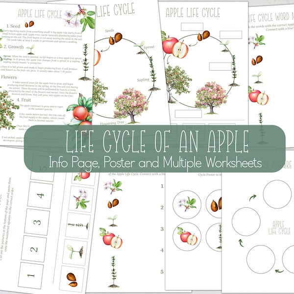 APPLE LIFE CYCLE, Nature Study, Homeschool Printable, Instant Download