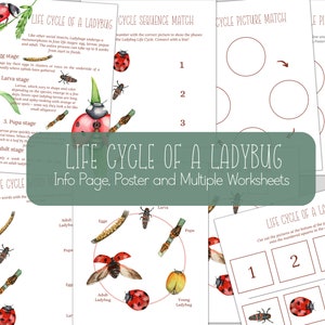 Cycle de vie de LADYBUG, étude de la nature, Homeschool imprimable, téléchargement immédiat