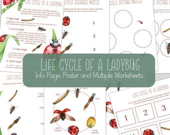Cycle de vie de LADYBUG, étude de la nature, Homeschool imprimable, téléchargement immédiat