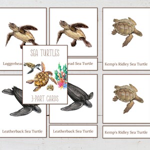May include: A set of 3-part cards featuring illustrations of different sea turtles, including the Loggerhead, Leatherback, and Kemp's Ridley. The cards are labeled with the names of the turtles and the text "SEA TURTLES" and "3-PART CARDS".