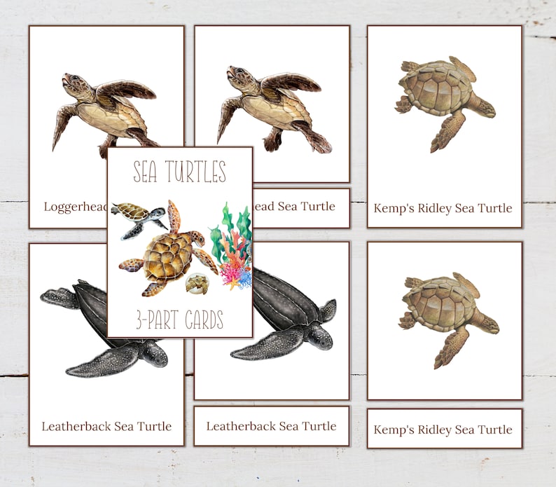 May include: A set of 3-part cards featuring illustrations of different sea turtles, including the Loggerhead, Leatherback, and Kemp's Ridley. The cards are labeled with the names of the turtles and the text "SEA TURTLES" and "3-PART CARDS".