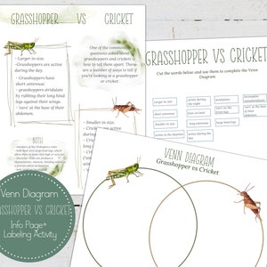 Grasshopper vs Cricket Venn Diagram Activity, Homeschool, Montessori, Téléchargement instantané