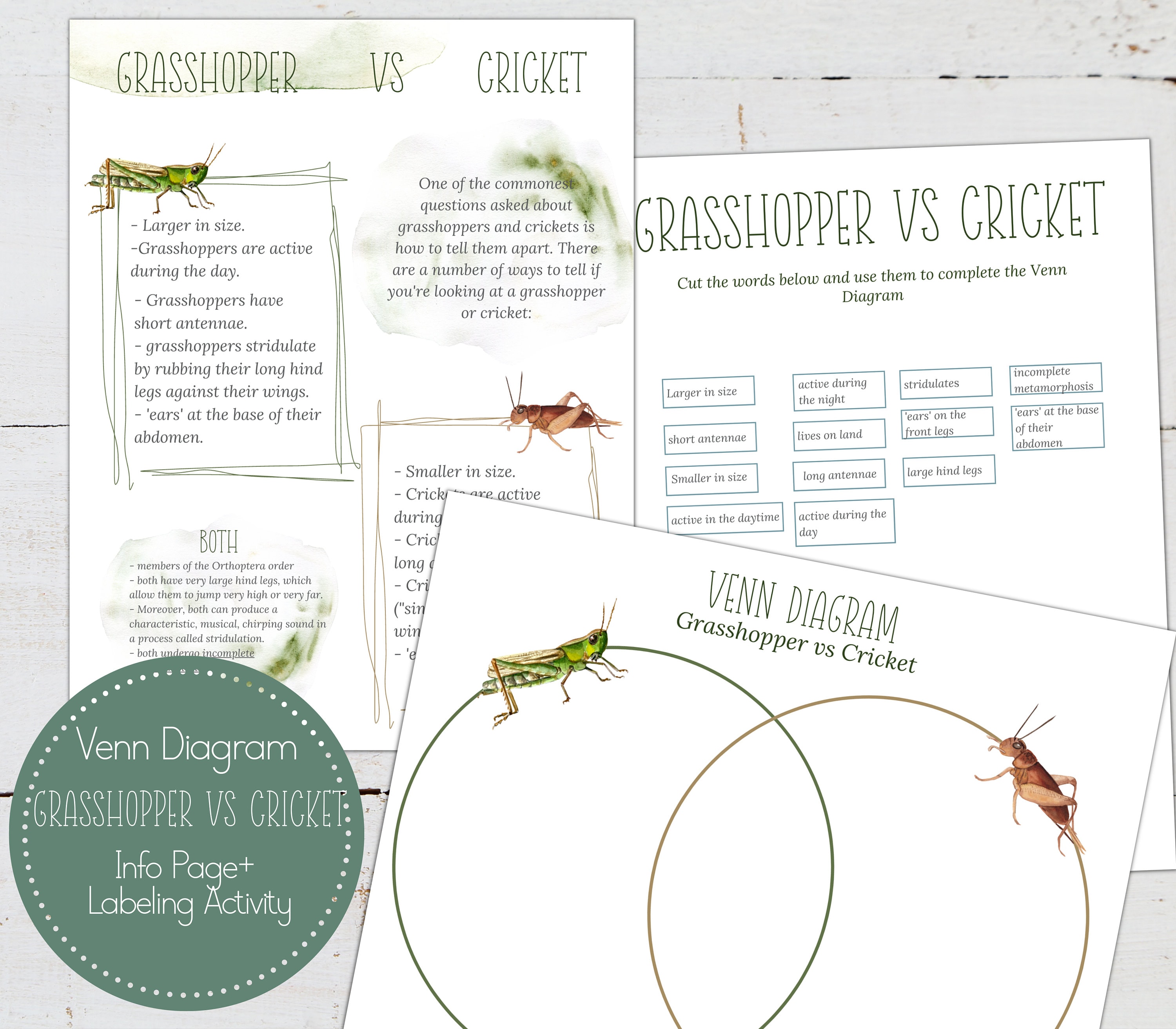 Grasshopper Vs Cricket Venn Diagram Activity, Homeschool