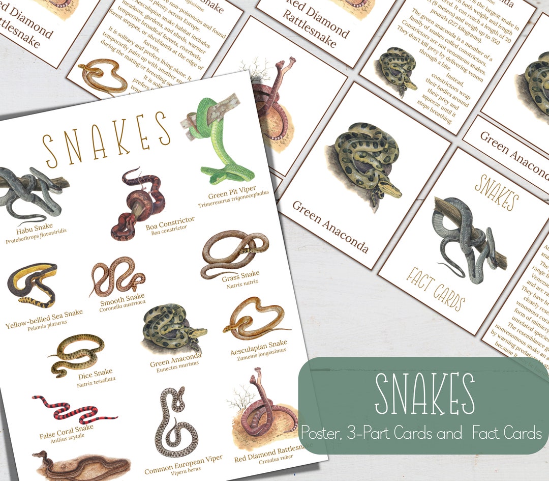 SNAKES Mini Poster, Fact Cards and 3 Part Cards, Nature, Digital DIY ...