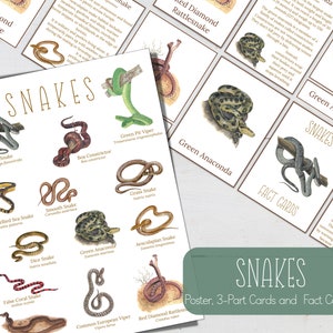 Mini pôster SNAKES, cartões com fatos e cartões de 3 partes, natureza, faça você mesmo digital, cartões Montessori, recursos para educação domiciliar, download instantâneo