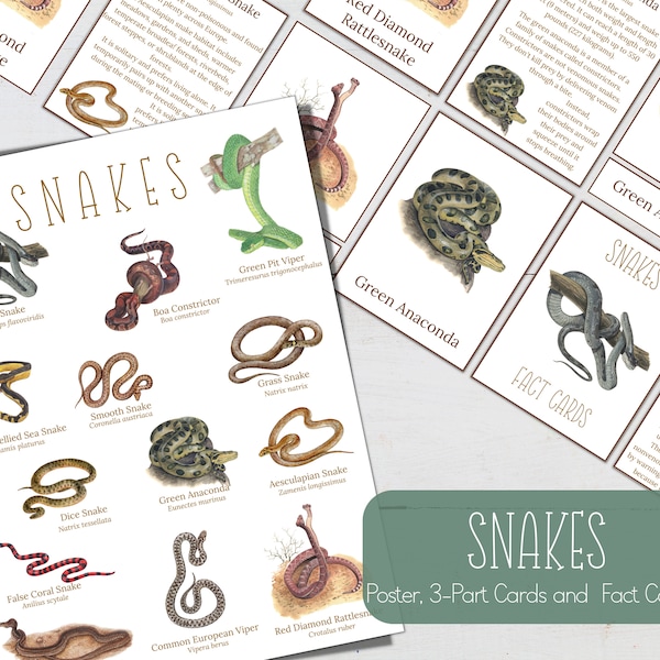 SNAKES Mini Poster, Fact Cards and 3 Part Cards, Nature, Digital DIY, Montessori Cards, Homeschool Resources, Instant Download