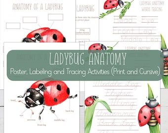 LADYBUG Anatomy, Posters + Labeling and Tracing Activities, Grasshopper Study, Homeschool, Instant Download
