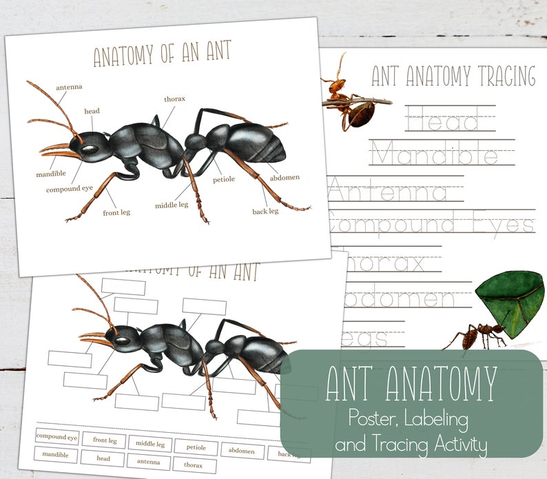 May include: A printable worksheet for learning about ant anatomy. The worksheet features a labeled diagram of an ant with the words "Anatomy of an Ant" at the top. The worksheet also includes a tracing activity with the words "Ant Anatomy Tracing" at the top.