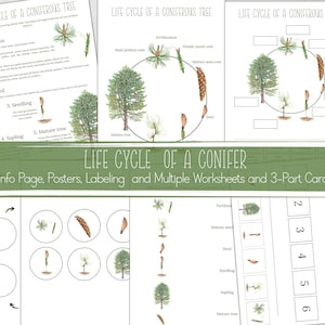 CONIFEROUS TREE Life Cycle, Nature Study, Homeschool Printable, Instant Download