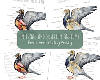 BIRD Internal and Skeleton Anatomy, Posters and Labeling Activities, INSTANT DOANLOAD