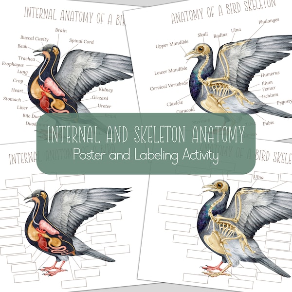 BIRD Internal and Skeleton Anatomy, Posters and Labeling Activities, INSTANT DOANLOAD