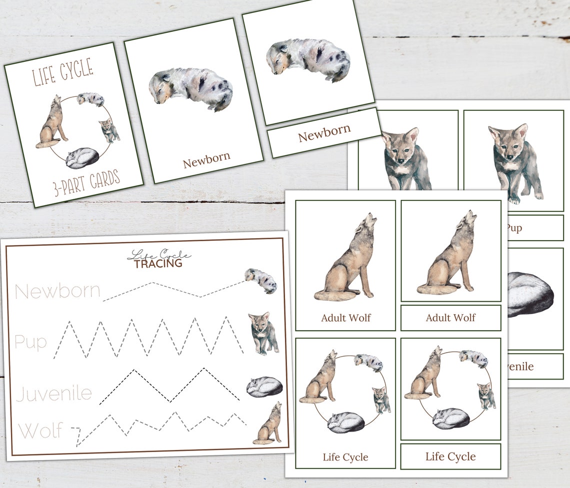 WOLF Life Cycle, Nature Study, Homeschool Printable, Instant Download ...