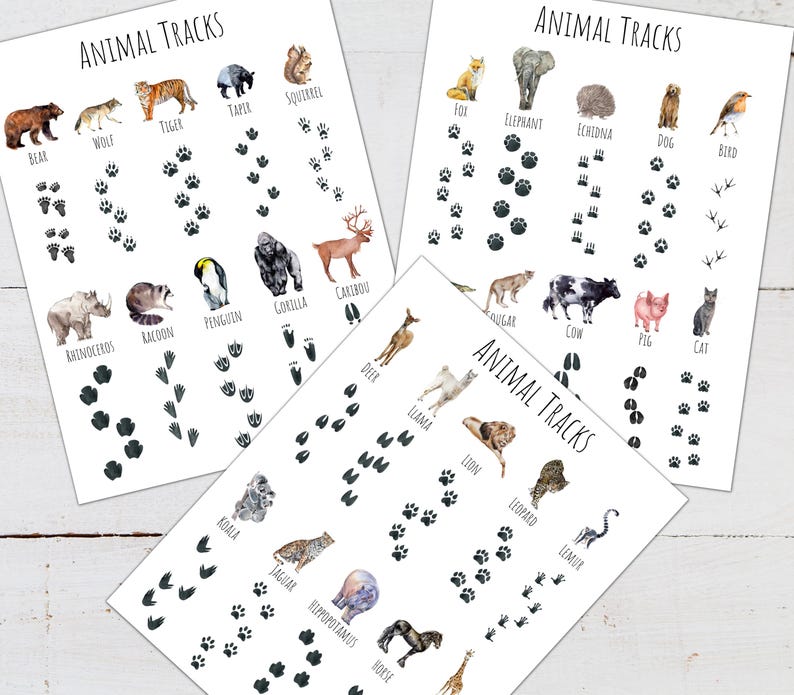 Animal Tracks Poster Set: Nature Study Cards & Puzzles (digital ...