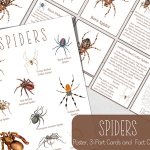 Mini poster SPIDERS, schede informative e schede in 3 parti, natura, fai da te digitale, schede Montessori, risorse per l'istruzione parentale, download immediato