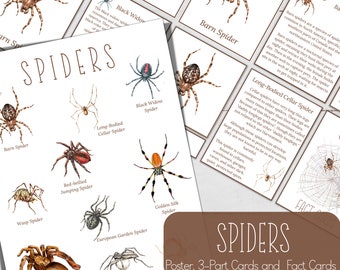 SPIDERS Mini Poster, Fact Cards and 3 Part Cards, Nature, Digital DIY, Montessori Cards, Homeschool Resources, Instant Download