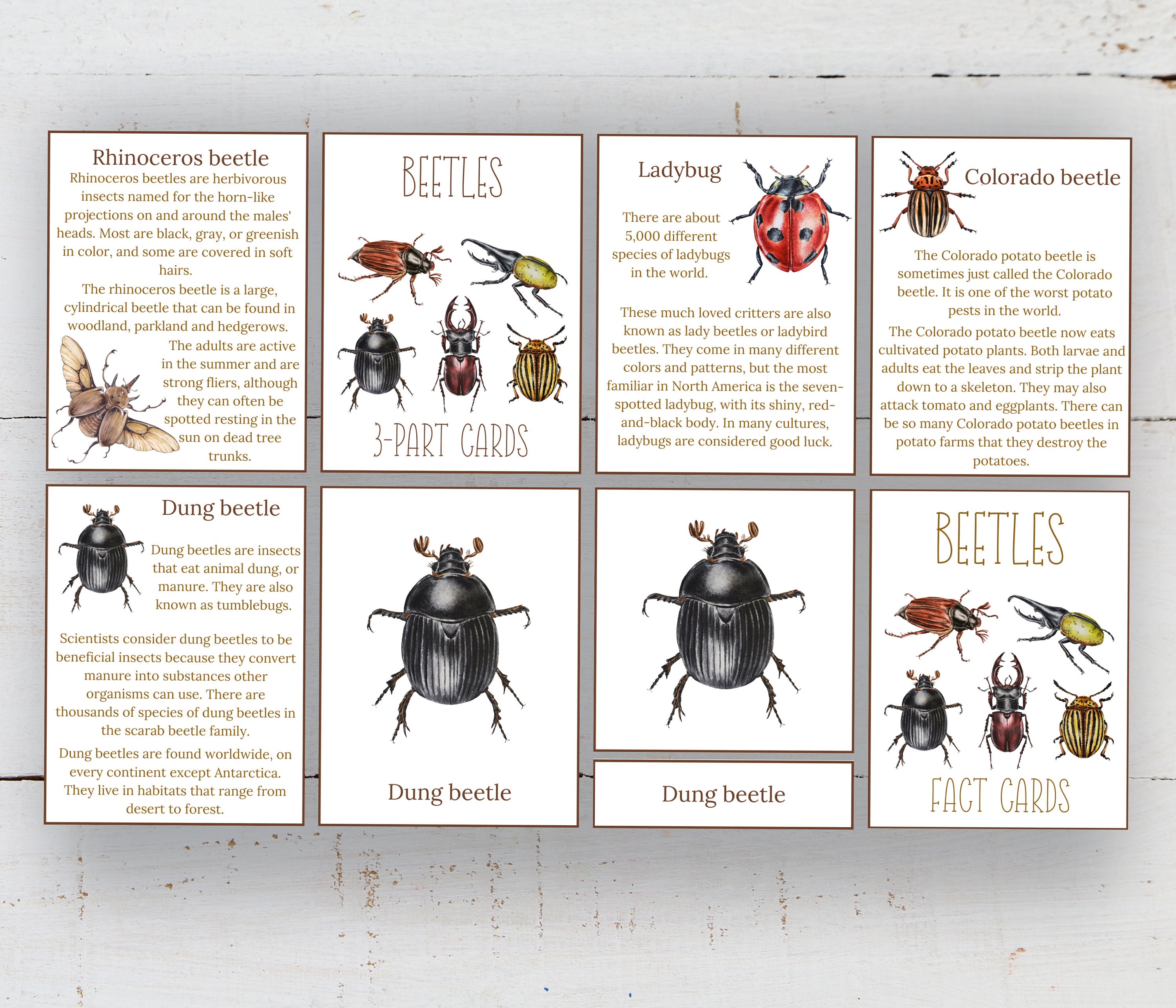 Beetle Species Fact Cards: Montessori Nature Poster (digital DIY) - Etsy